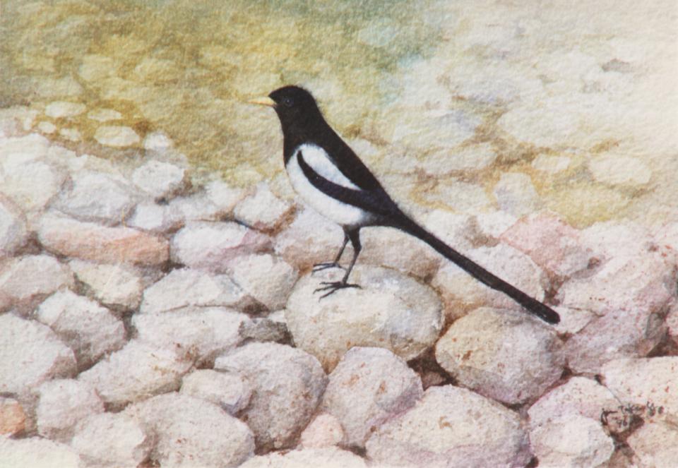 Magpie by the river (87K)