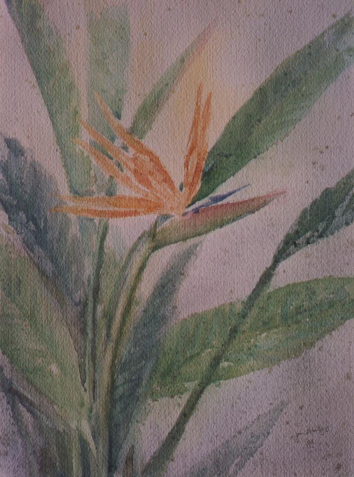 Bird of paradise (91K)