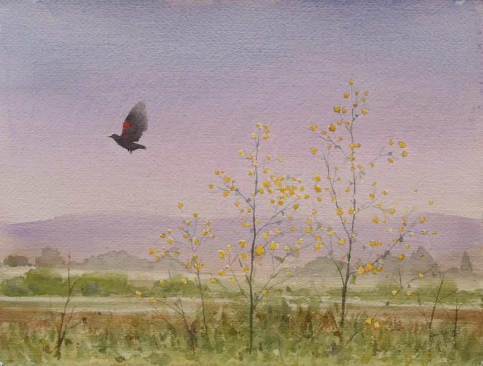 Red Wing Blackbird (106K)