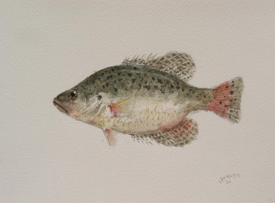 Crappie (79K)