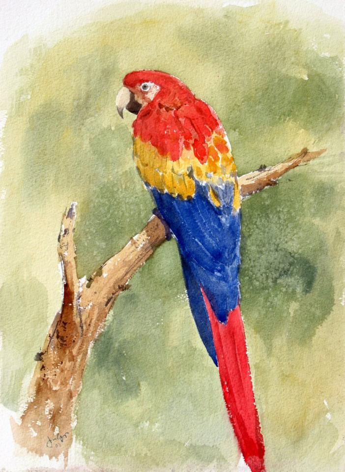Scarlet Macaw (111K)