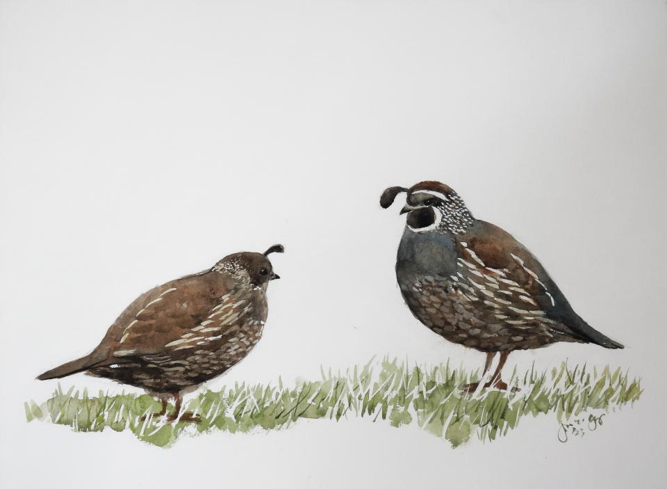 California Quails (50K)