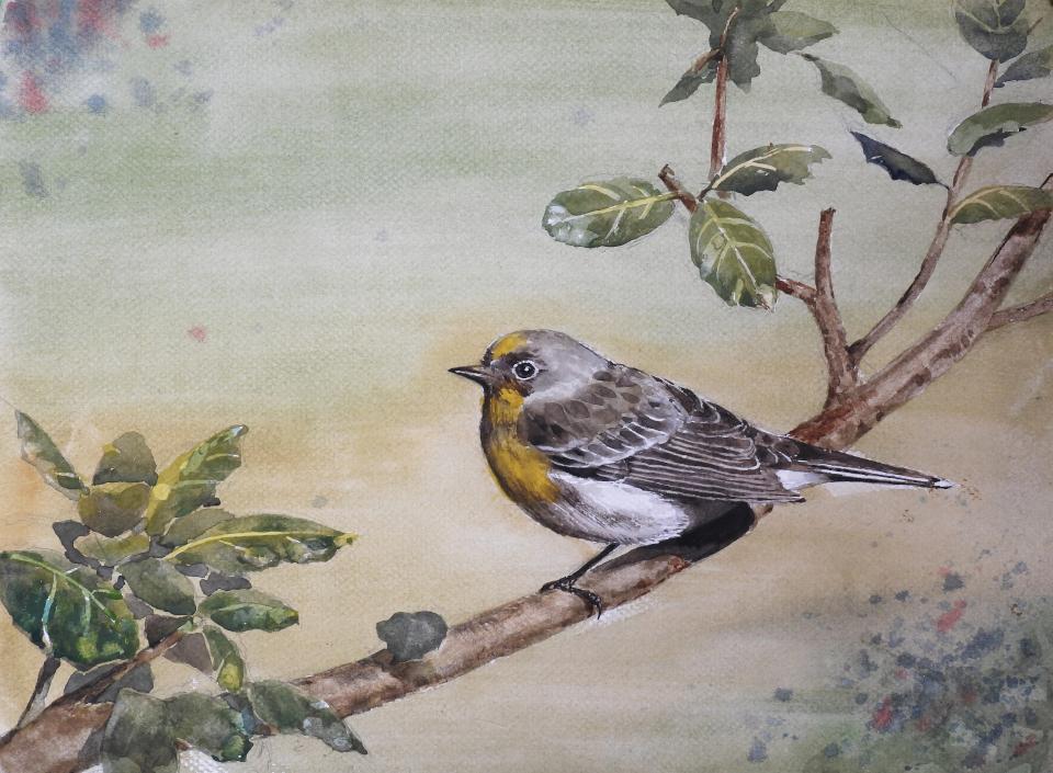 Yellow Throated Vireo (104K)