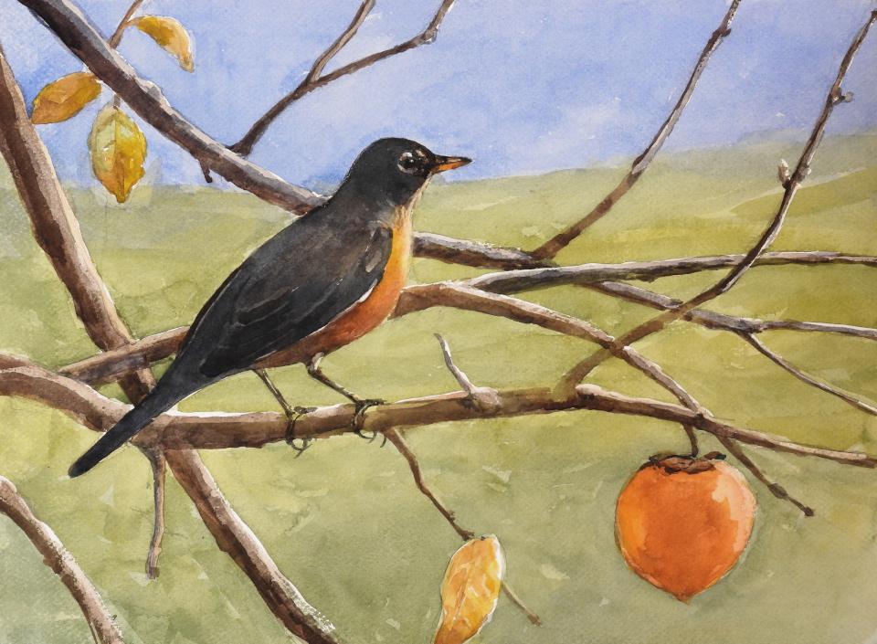 American Robin (104K)