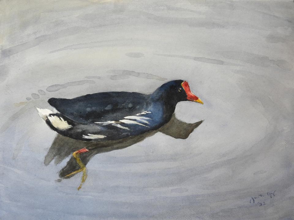 Moorhen (67K)