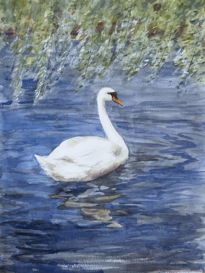 Swan (122K)