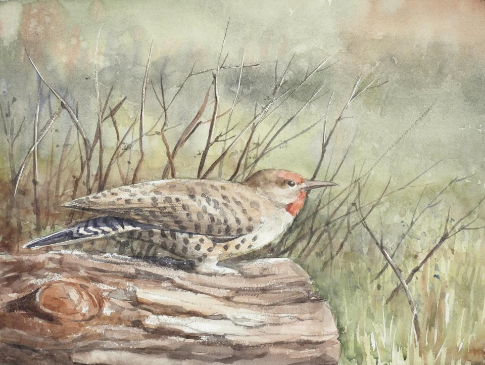 Northern Flicker (120K)