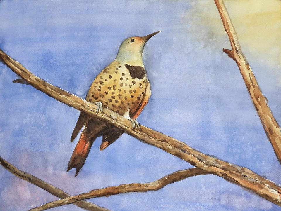 Northern Flicker (93K)