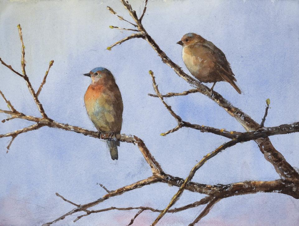 Western Bluebirds (104K)