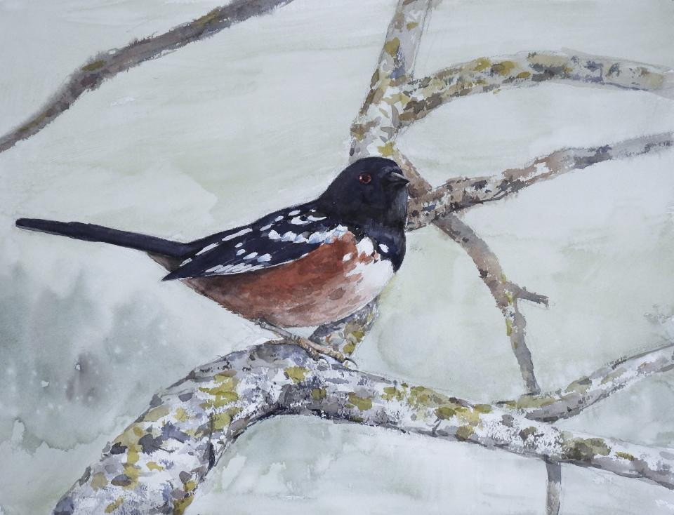 Spotted Towhee (84K)