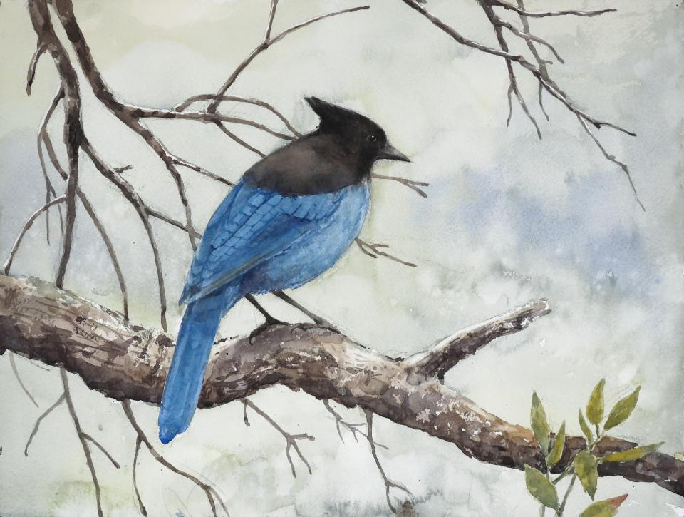 Steller's Jay (96K)
