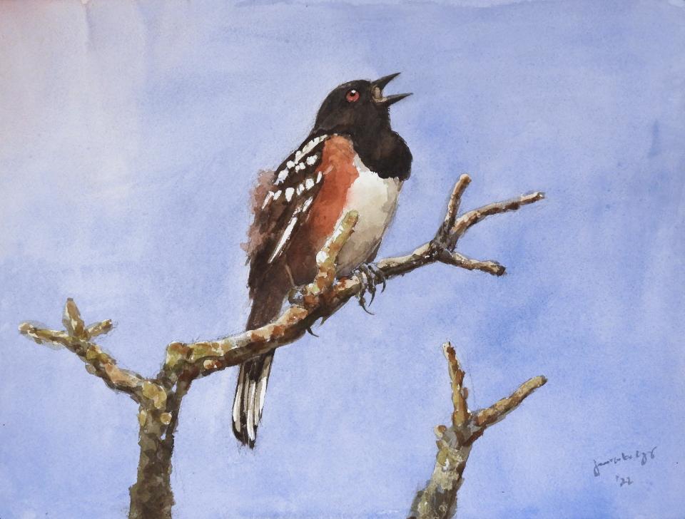 Spotted Towhee (79K)