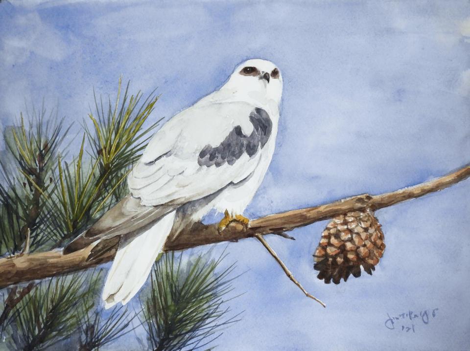 White Tailed Kite (91K)