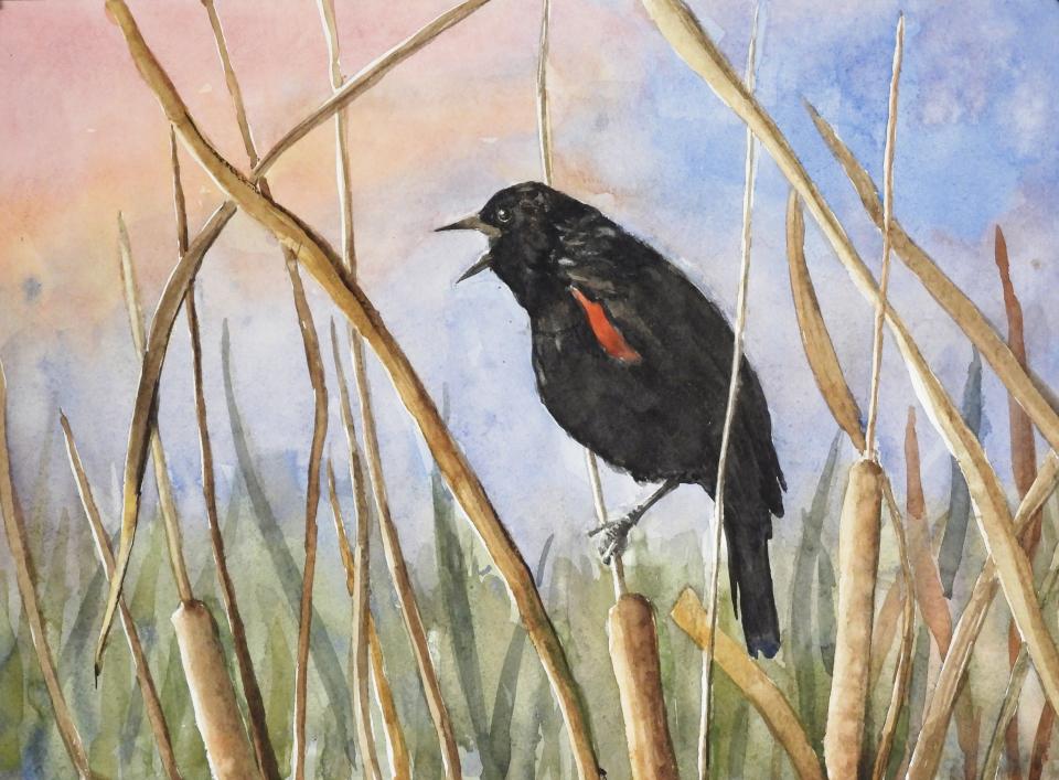 Red Winged Blackbird (103K)