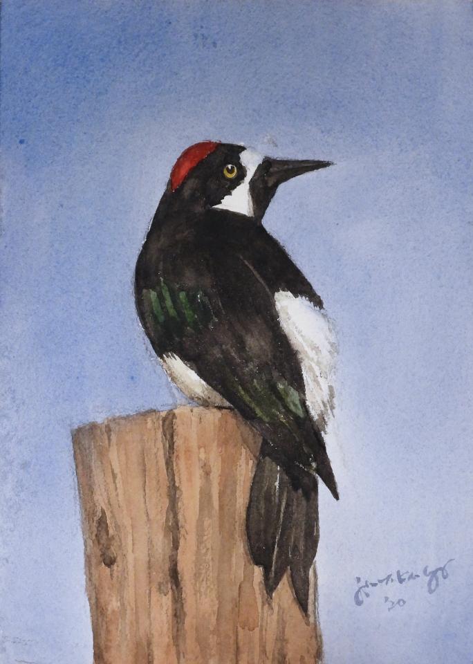Acorn Woodpecker (78K)
