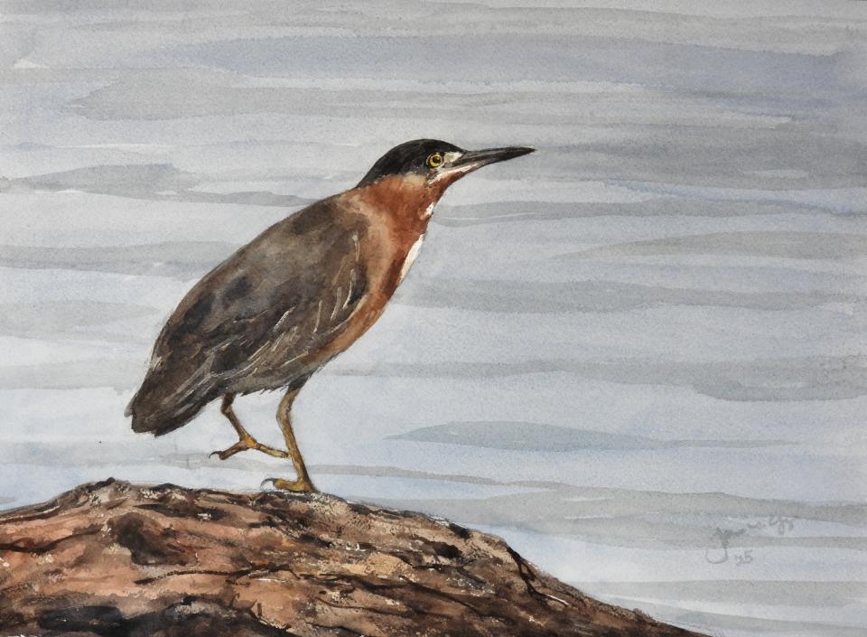 Green Heron (91K)
