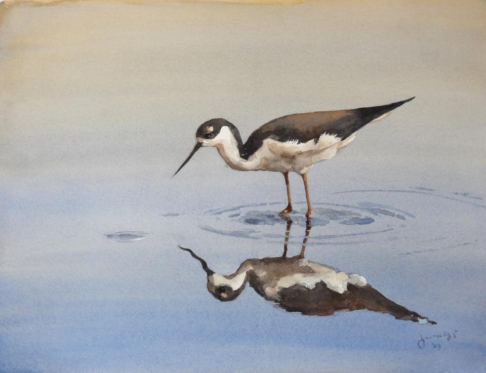 Black Necked Stilt (70K)