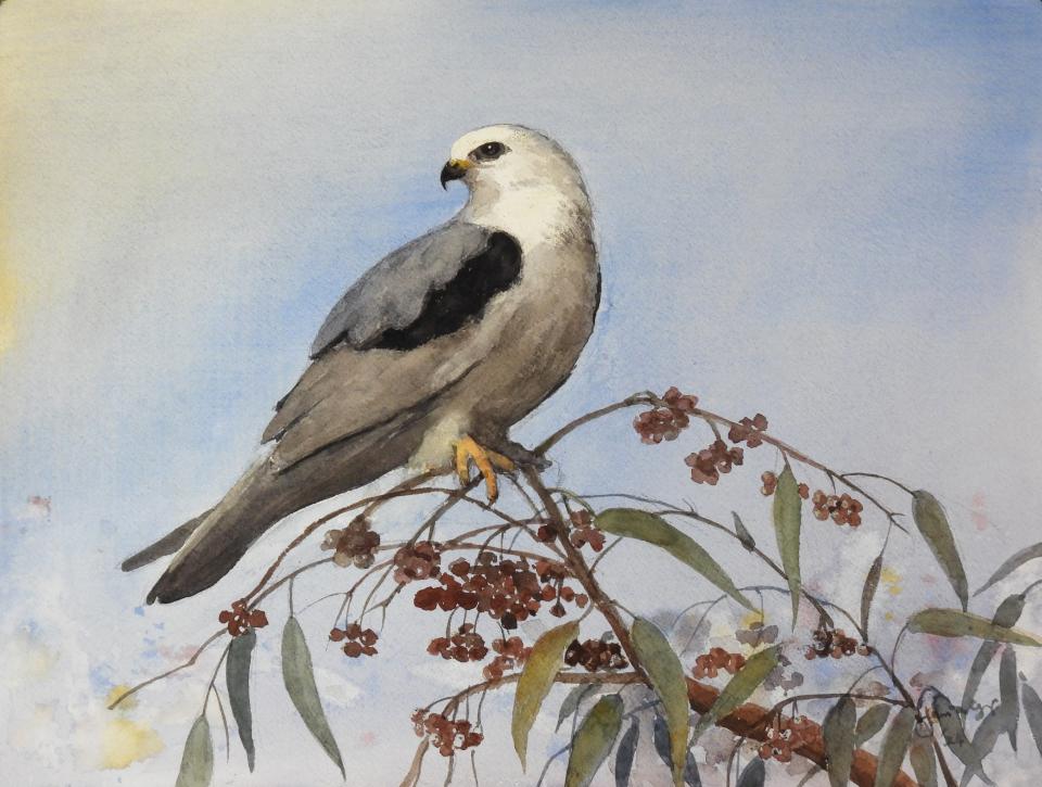 White-Tailed Kite (91K)