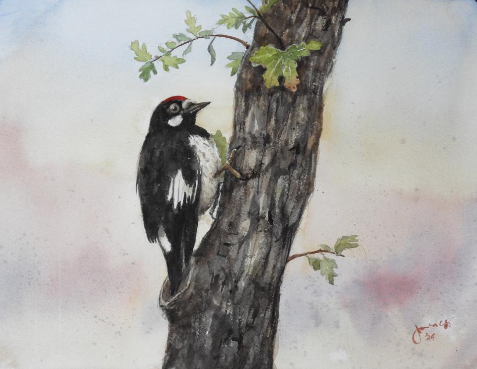 Acorn Woodpecker (79K)