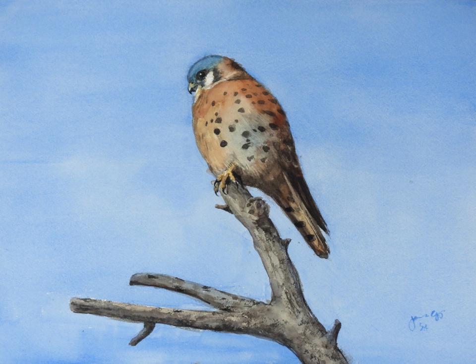 Kestrel on Treetop (70K)