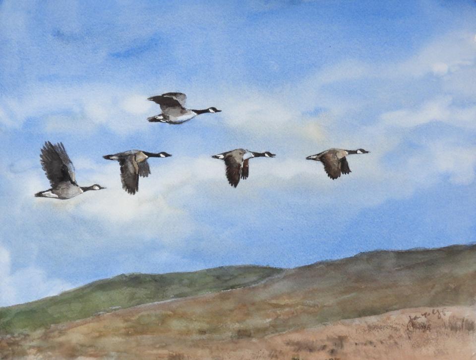 Five Canada Geese (73K)