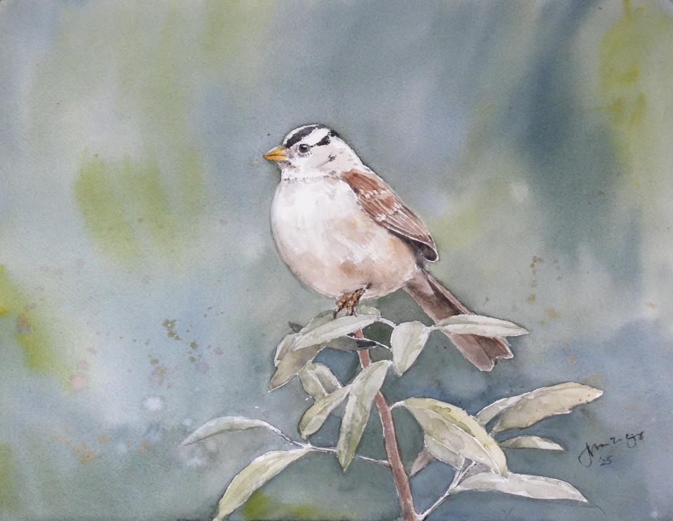 White-Crowned Sparrow (82K)