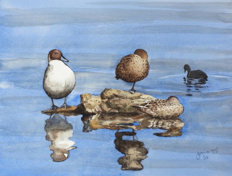 Ducks on Rock (102K)