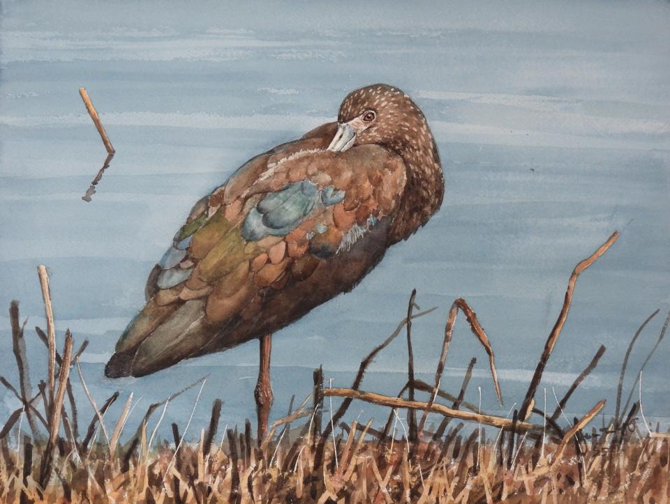 White-Faced Ibis (98K)