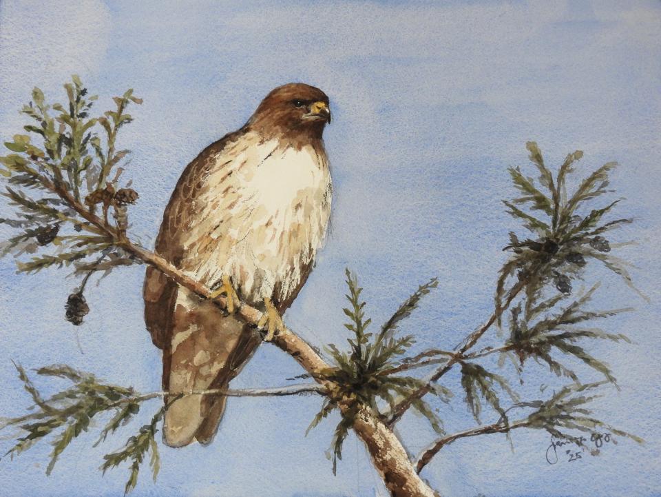 Hawk on Treetop (117K)