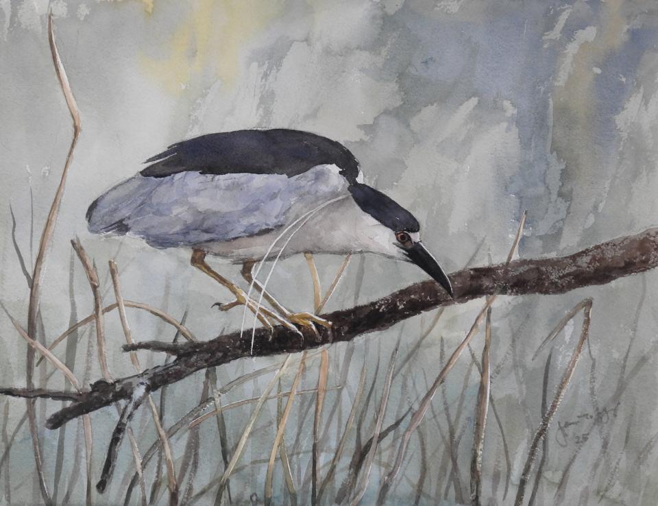 Night Heron (94K)