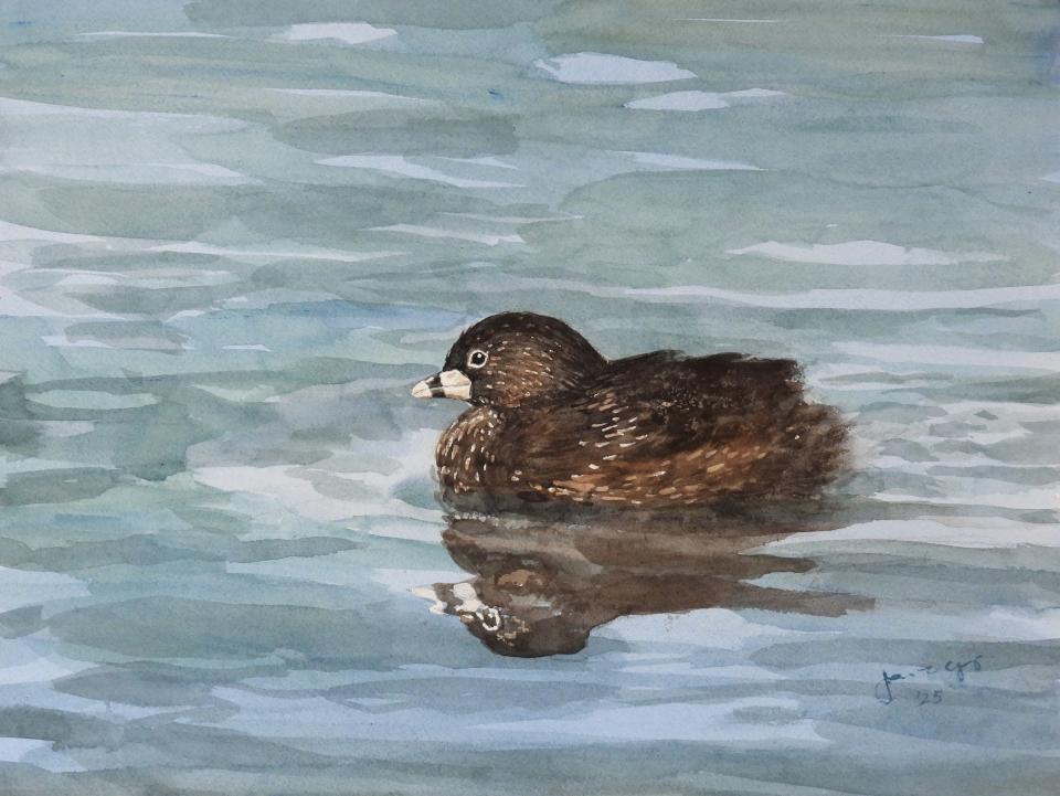 Pied-Billed Grebe (84K)