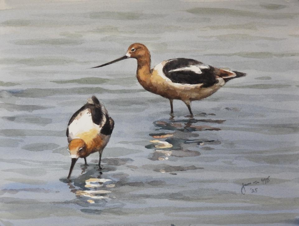 Avocets (77K)